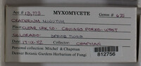 Craterium minutum image